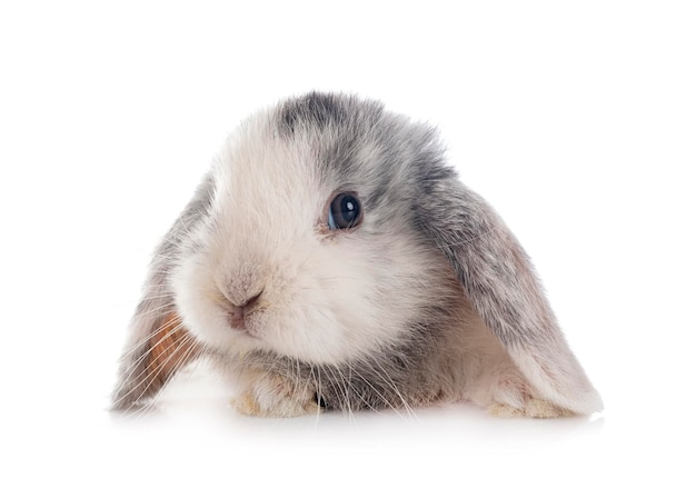 Mini lop in studio