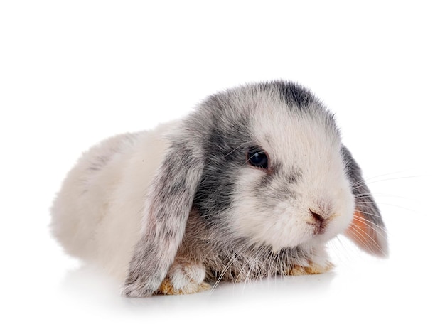 Mini lop in studio