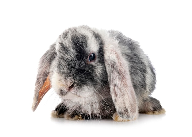 Mini lop in studio