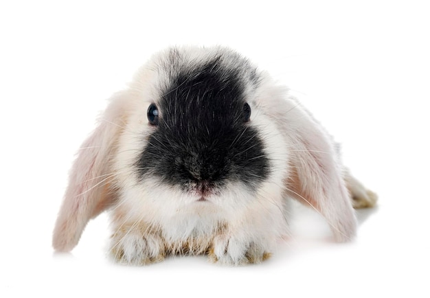 Mini lop in studio