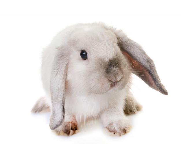 mini lop in studio