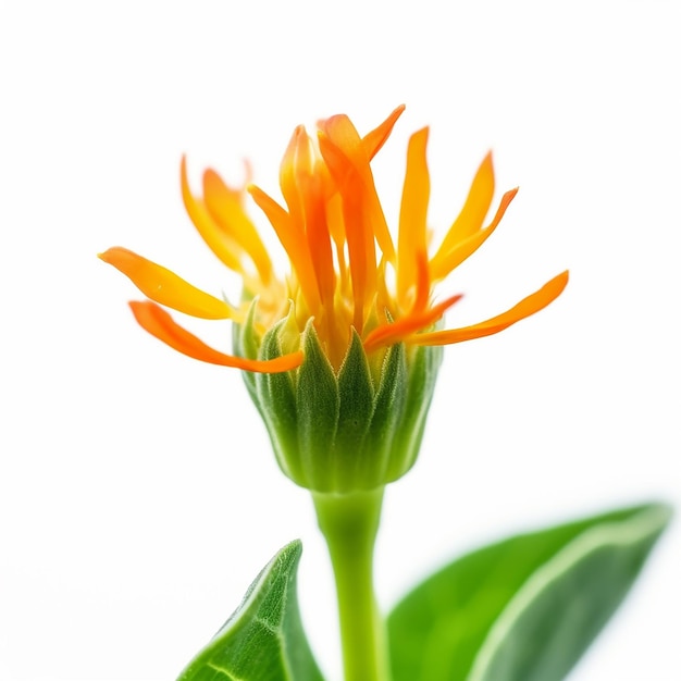 Mini Orange Blossom Isolated on Pure White