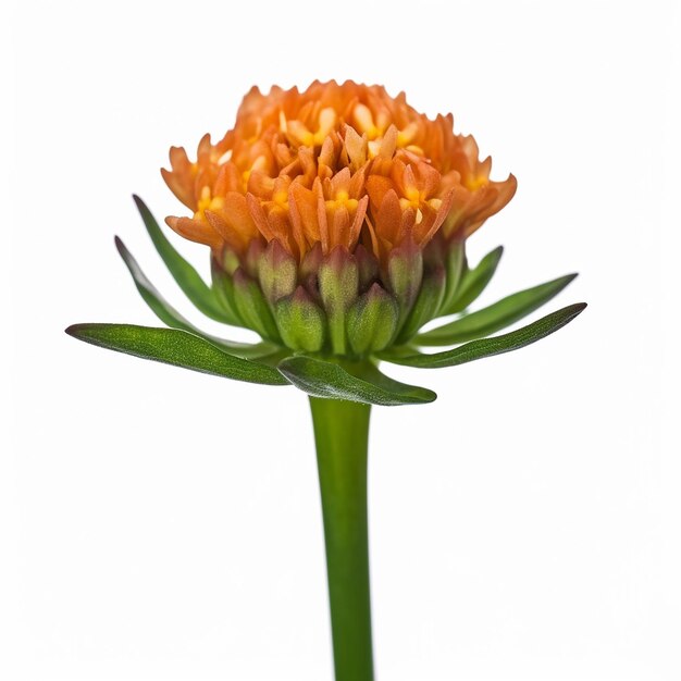 Фото Мини-оранжевый цветок изоляции