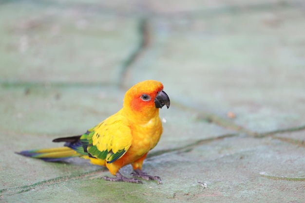 スティックツリーのミニオウム鳥