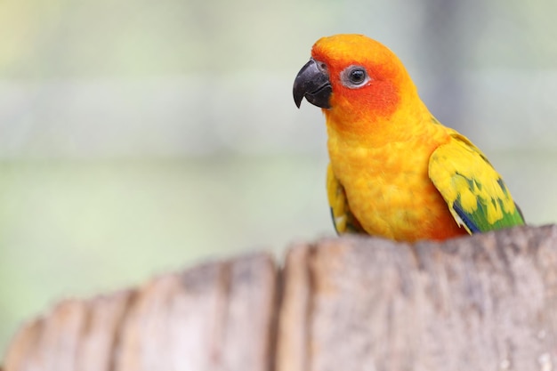 スティックツリーのミニオウム鳥