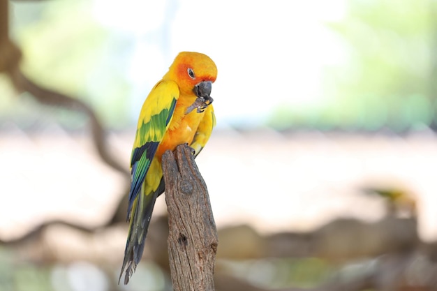 スティックツリーのミニオウム鳥