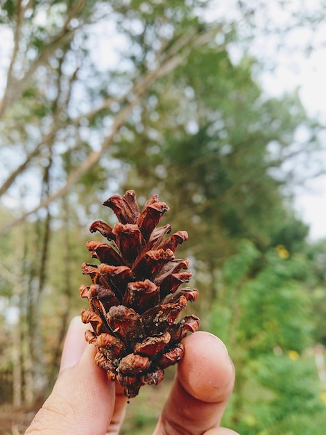 Foto mini pijnboom kleine pijnboom bruin