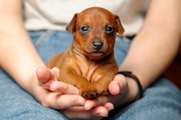 Mini pinscher Portret van een schattige puppy in de handen van een meisje