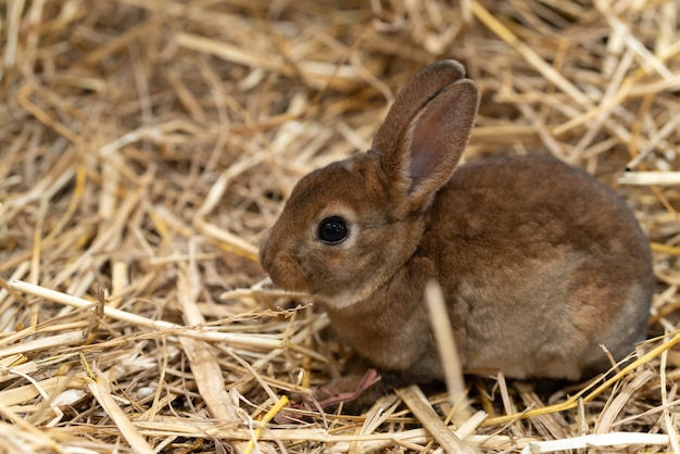 Mini Rex is een soort tamme konijnen