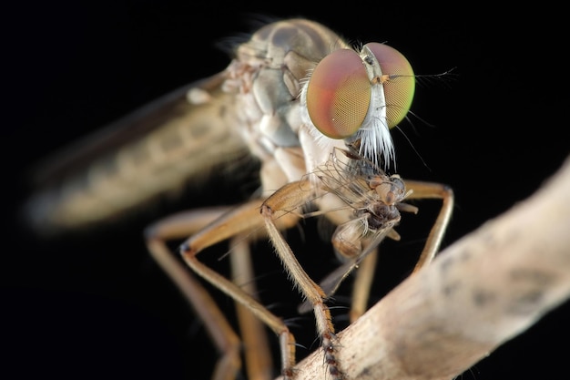 Photo mini robber fly with prey