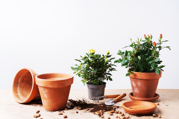 Photo セラミック植木鉢やテキスト用の空き容量のある園芸工具のミニローズ。自宅の鍋にバラを植えます。