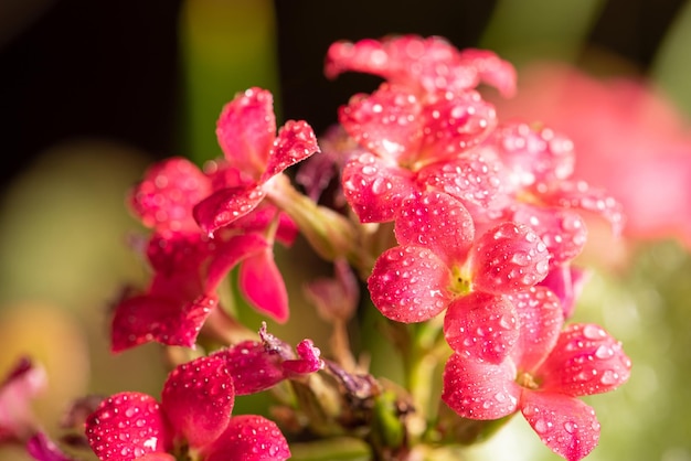 Mini roze bloem met dauwdruppeltjes gezien door een macrolens selectieve focus