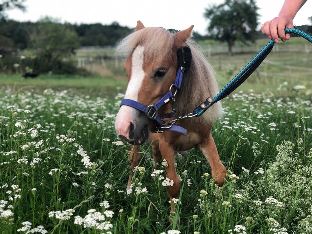 Foto mini shetty op de wiese