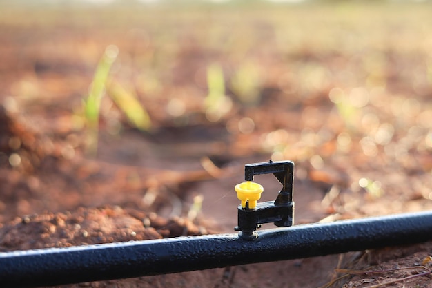 Foto mini sproeikoppen in de tuin verminderen droogte