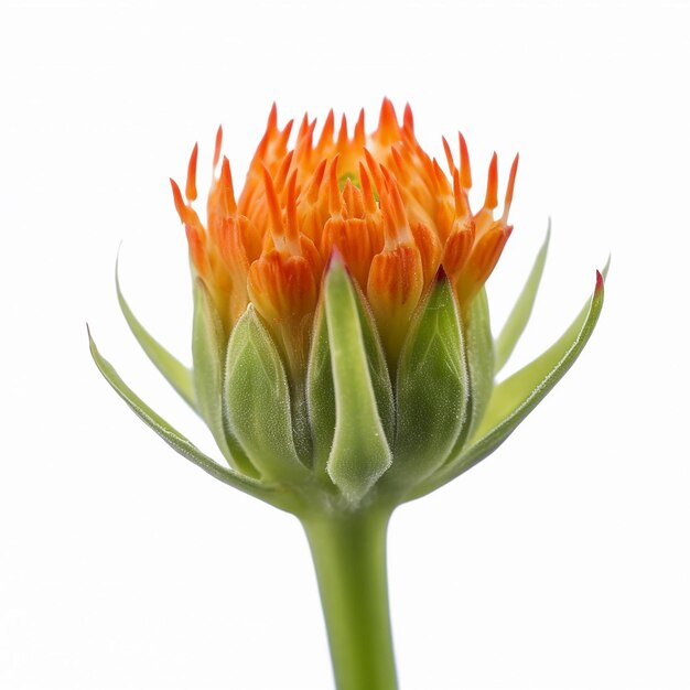 Мини-стебель оранжевого цветка, изолированный на белом