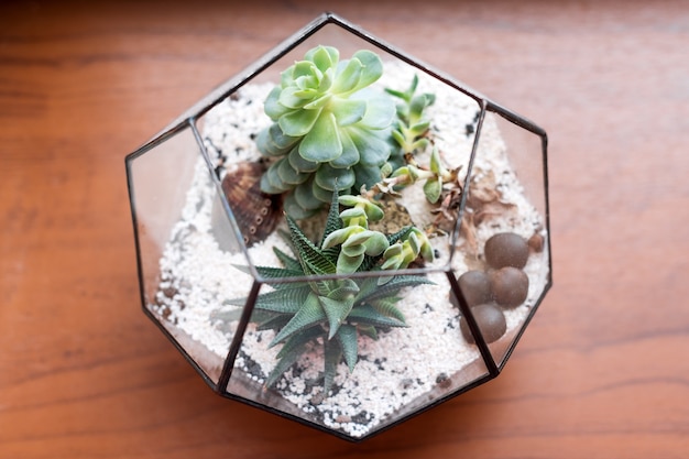 Mini succulent garden in glass terrarium on wooden windowsill, succulents with sand and rocks in glass box, home decoration elements.