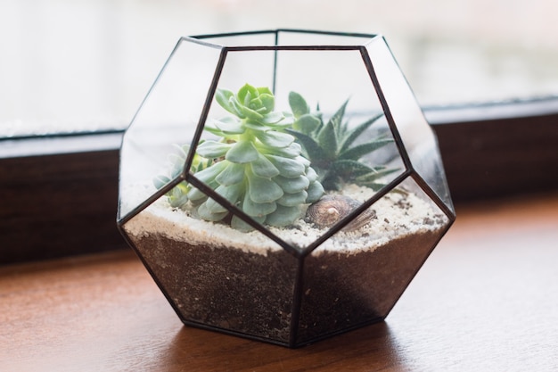 Photo mini succulent garden in glass terrarium on wooden windowsill, succulents with sand and rocks in glass box, home decoration elements.