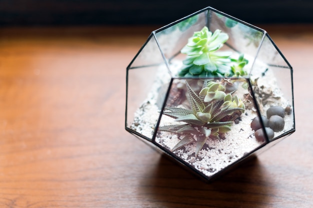 Mini succulent garden in glass terrarium on wooden windowsill, succulents with sand and rocks in glass box, home decoration elements.