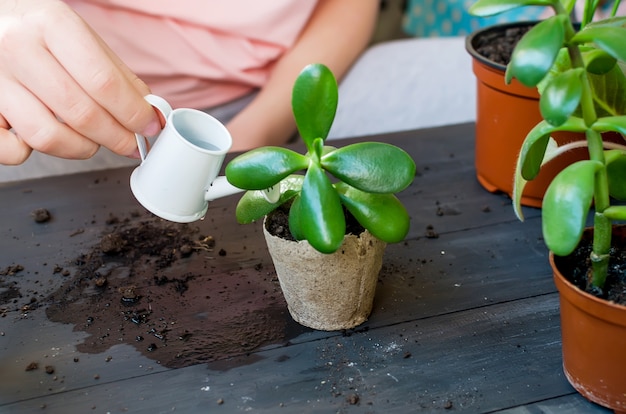 Mini succulent in a peat pot on the table afte transplanting, household plants a