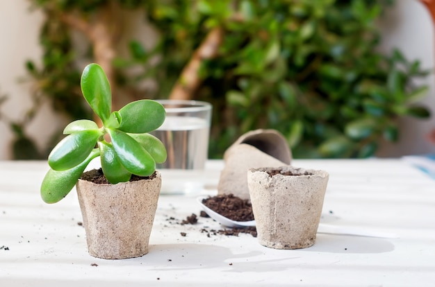 移植後のテーブルのピートポットのミニ多肉植物