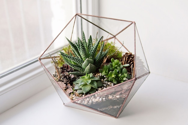 Mini succulent plants in a glass terrarium