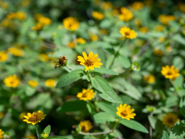 Mini sun flower yellow flower Rudbeckia Heliopsis helianthoides blooming toward the sky