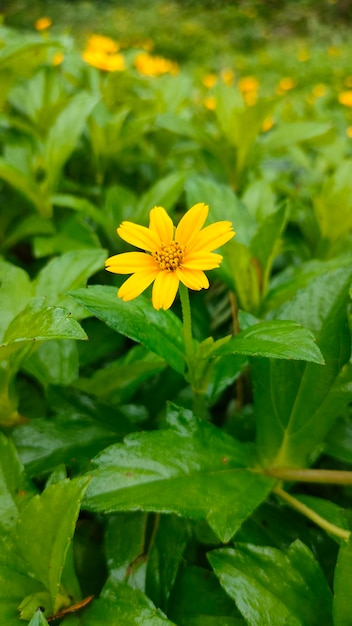 Mini Sunflower