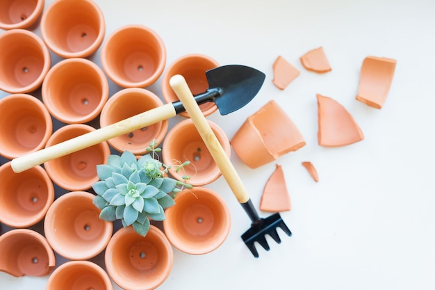 Mini terracotta potjes met vetplanten op een witte achtergrond