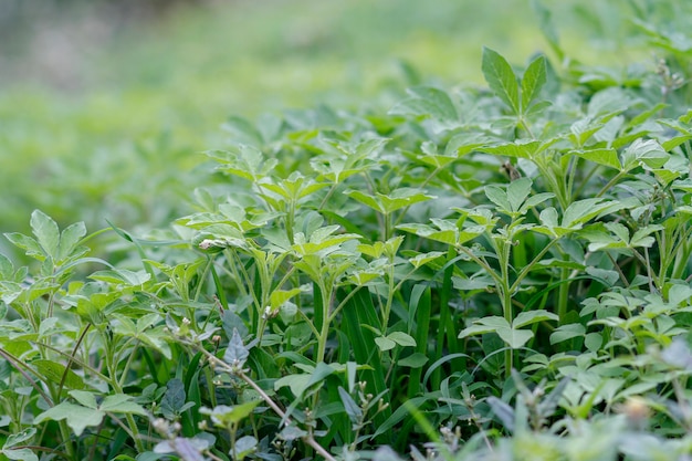 ミニの木と自然の中の草