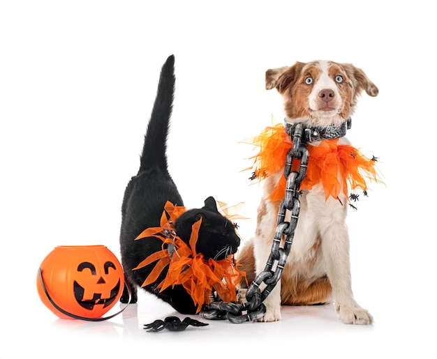 Miniature American Shepherd and cat