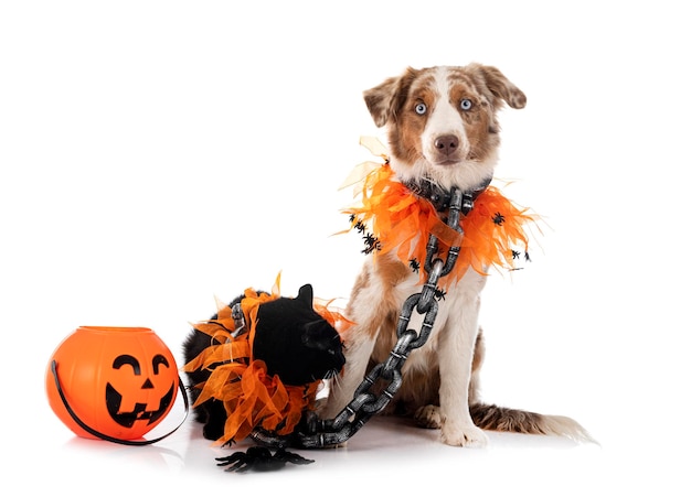 Miniature American Shepherd and cat