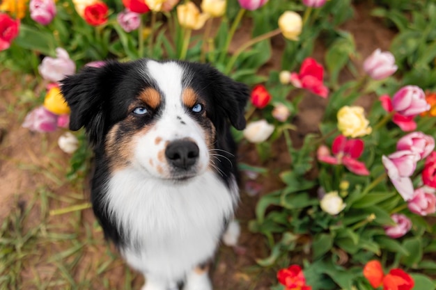 The Miniature American Shepherd dog sitting and looking up Dog in flower field Blooming Spring Blue eyes dog