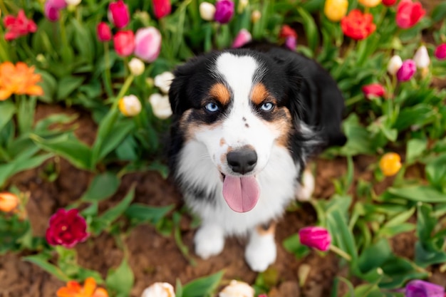 The Miniature American Shepherd dog sitting and looking up Dog in flower field Blooming Spring Blue eyes dog