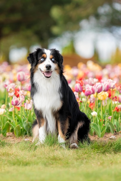 The Miniature American Shepherd dog sitting in tulips Dog in flower field Blooming Spring Blue eyes dog