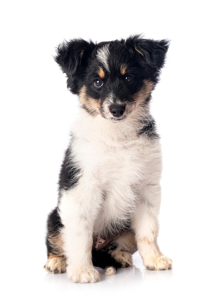 Miniature American Shepherd in front of white background