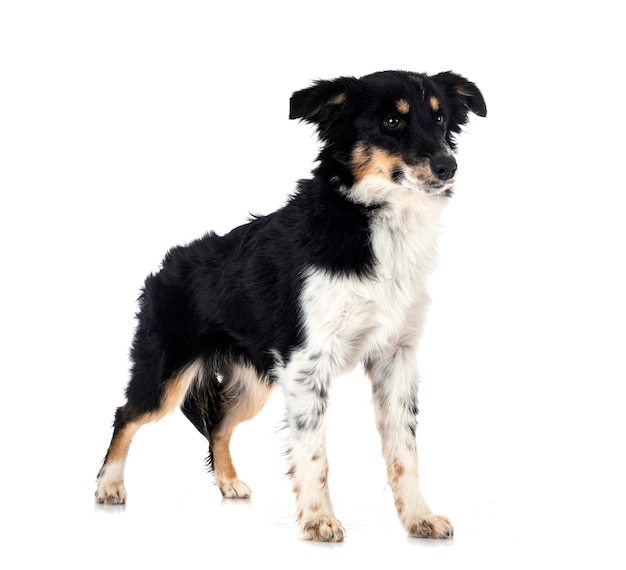 Miniature American Shepherd in front of white background