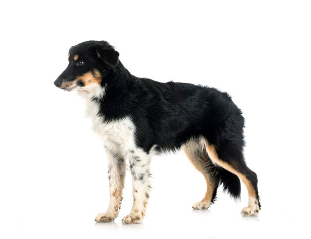 Miniature American Shepherd in front of white background