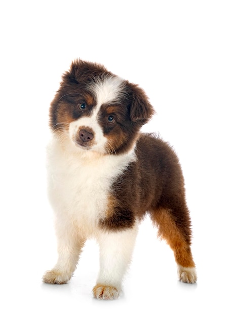 Miniature American Shepherd in front of white background