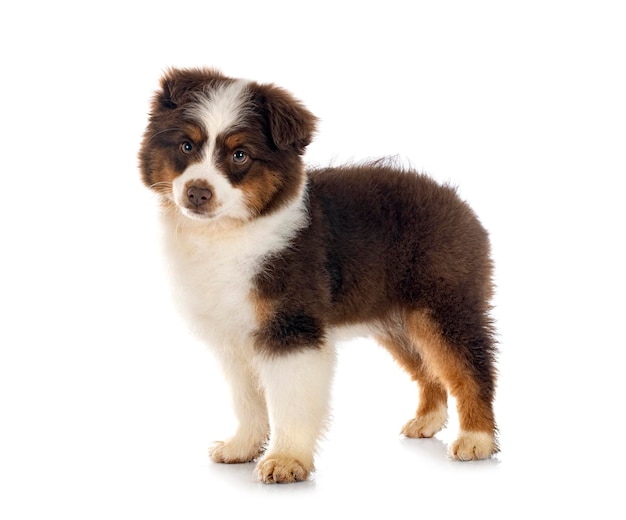 Miniature American Shepherd in front of white background