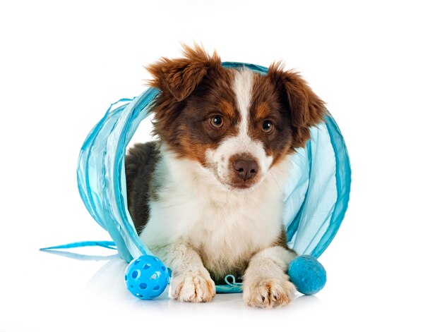 Miniature American Shepherd in front of white background