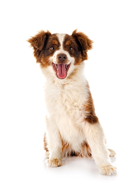 Miniature American Shepherd in front of white background