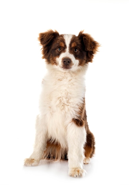 Miniature American Shepherd in front of white background