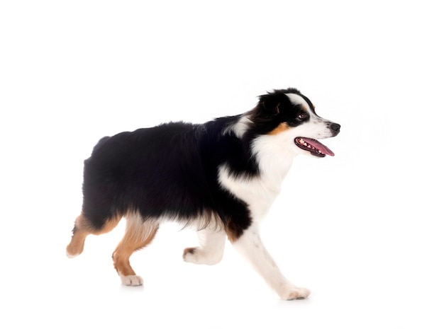 Miniature American Shepherd in front of white background