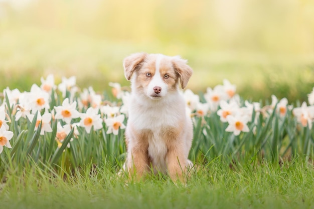The Miniature American Shepherd puppy in daffodils flowers Dog in flower field Blooming Spring