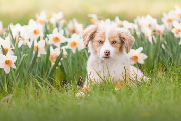 Photo the miniature american shepherd puppy in daffodils flowers dog in flower field blooming spring
