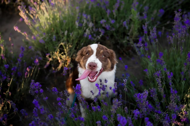 ラベンダー畑のミニチュア アメリカン シェパード子犬犬。咲く花畑の犬。ラベンダー。