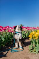 The miniature american shepherd puppy in tulips. dog in flower field. blooming. spring