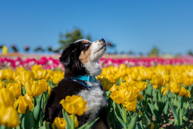 The Miniature American Shepherd puppy in tulips. Dog in flower field. Blooming. Spring