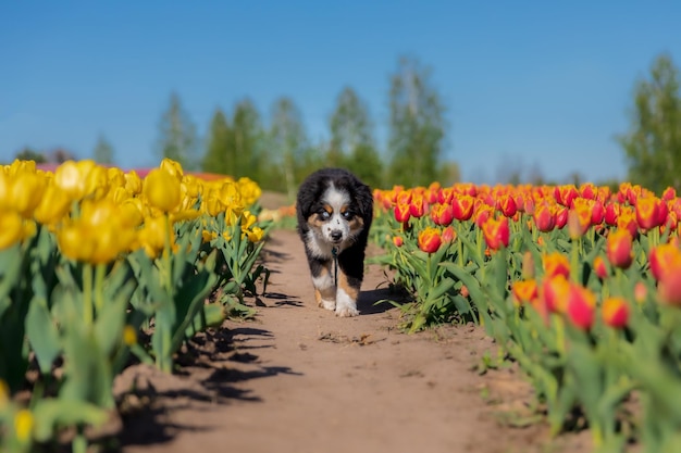 The Miniature American Shepherd puppy in tulips. Dog in flower field. Blooming. Spring