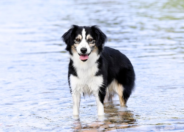 Miniature American Shepherd swimming in a river in summer